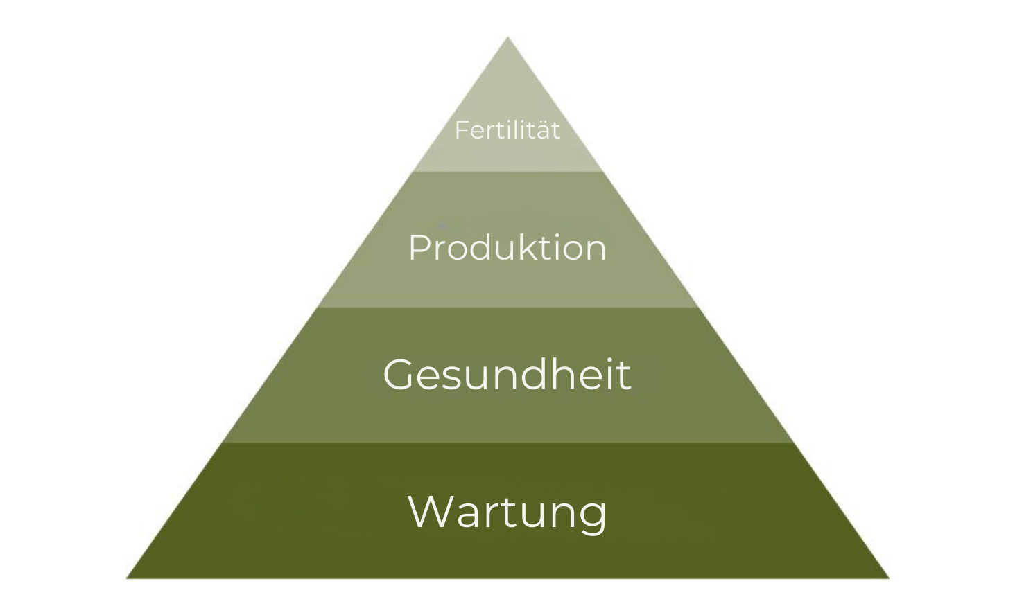 Illustration Besamung Milchkuh