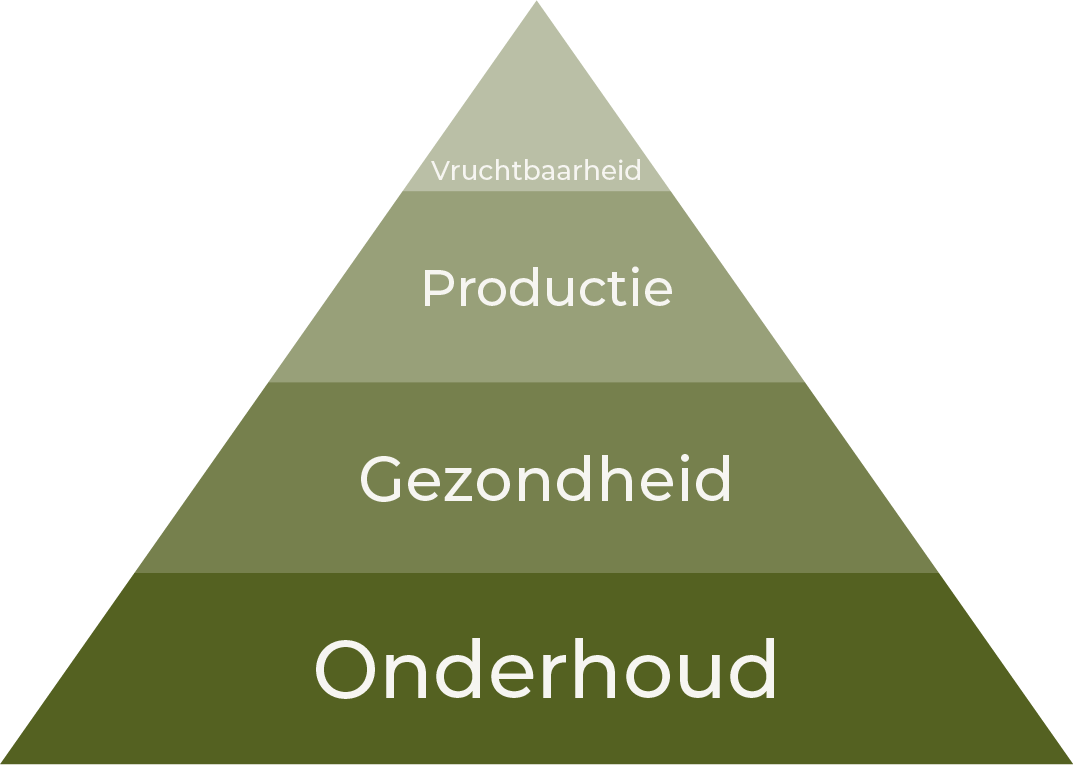 illustratie inseminatie melkkoe