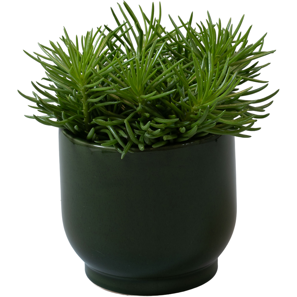 Senecio Himalaya - Aveve