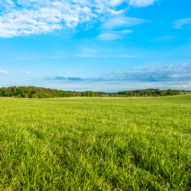 Scoriethom - grasland - weidesulfan