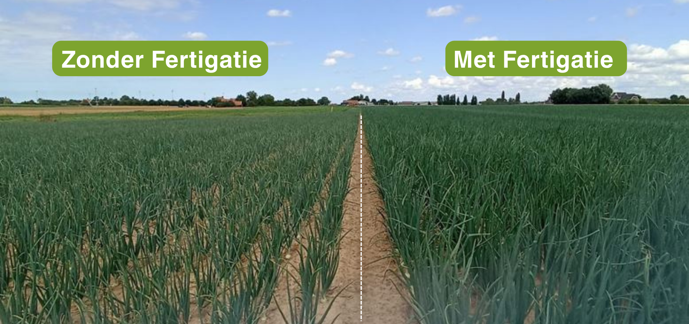In de kijker: Fertigatie