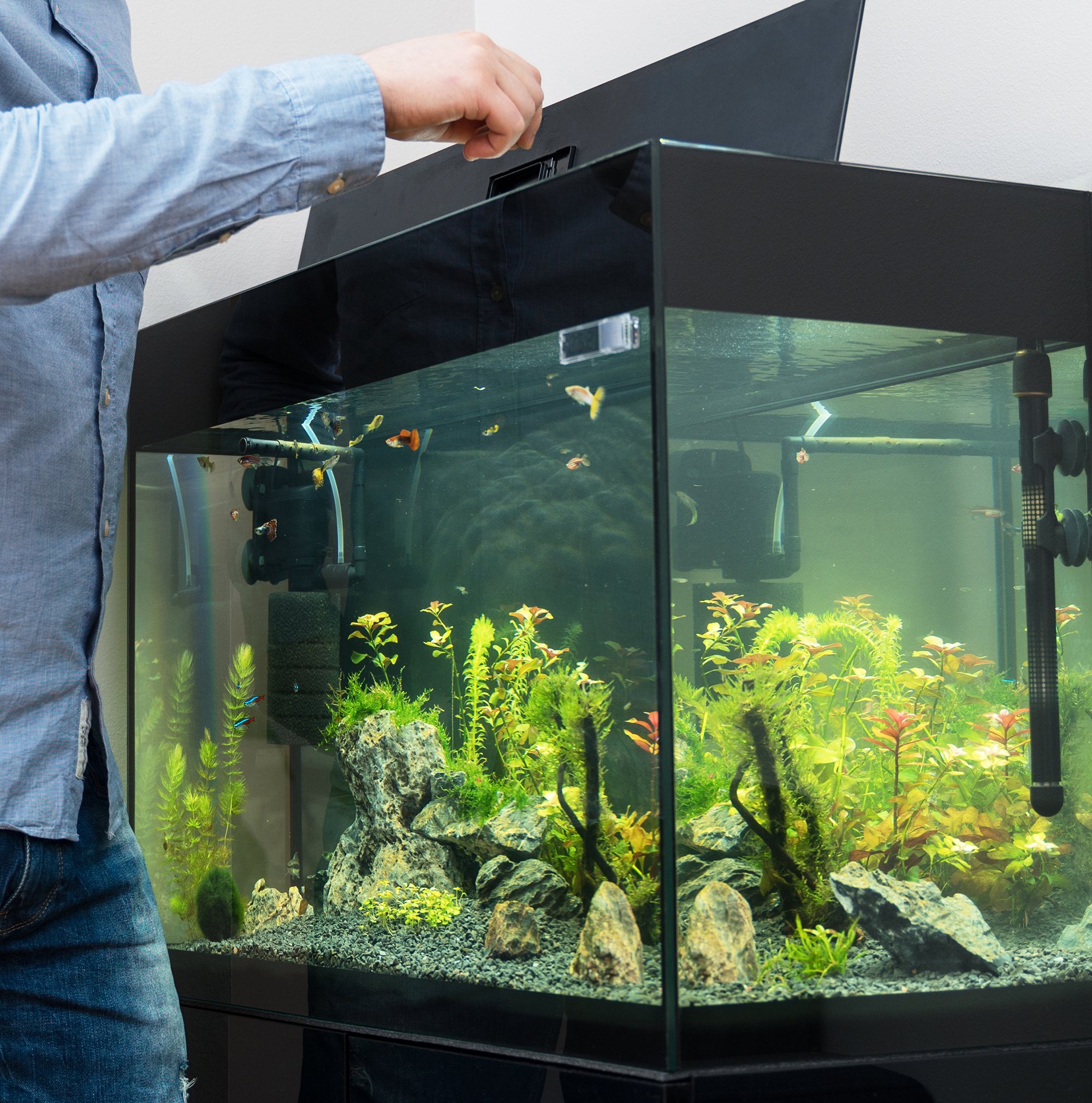 Gentleman vriendelijk periscoop katje Vissen houden in een aquarium - Aveve