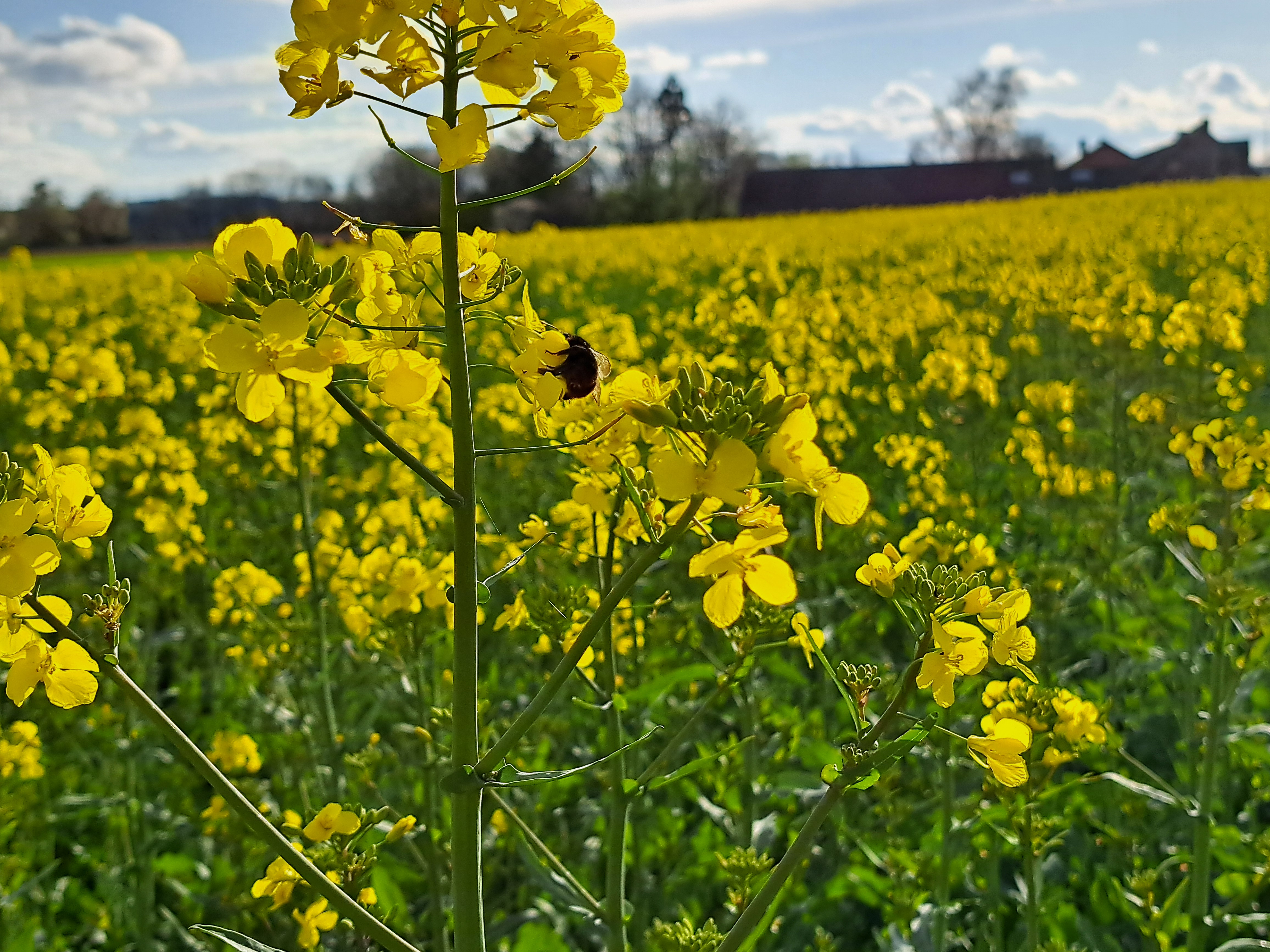 afbeelding koolzaad veld in bloei Sanac