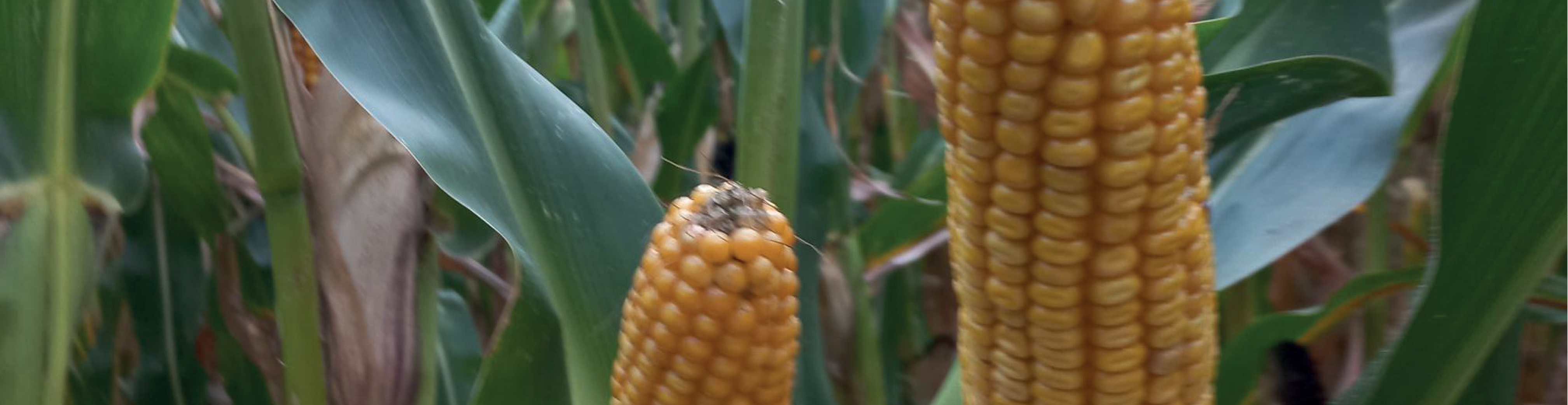 Verhogen stikstof-efficiëntie