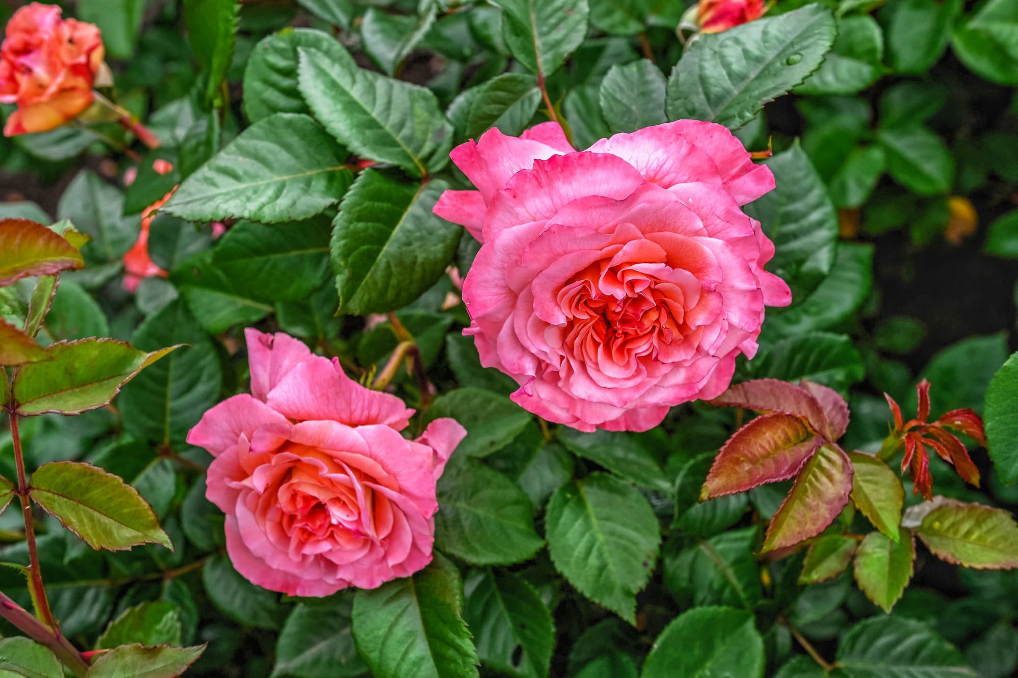 Rosier à grandes fleurs – Aveve