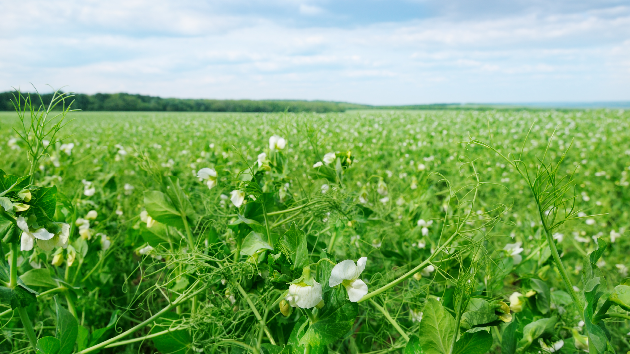 Zomererwten 1280x720px