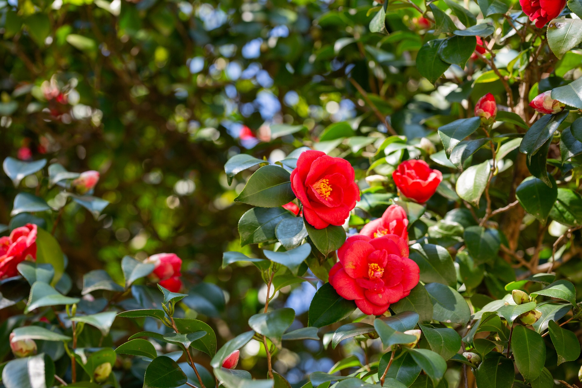 header image: Camellia Japonica