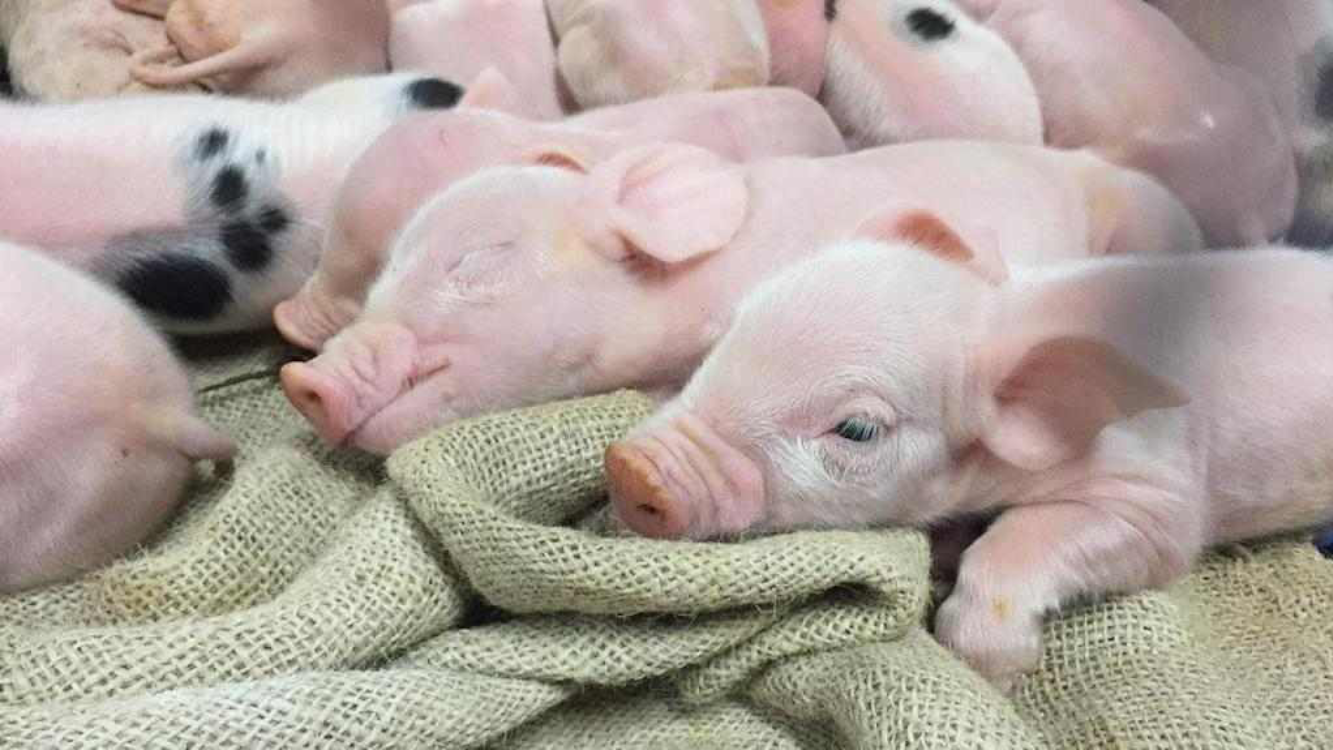 Biggen banner 1 1280x720px