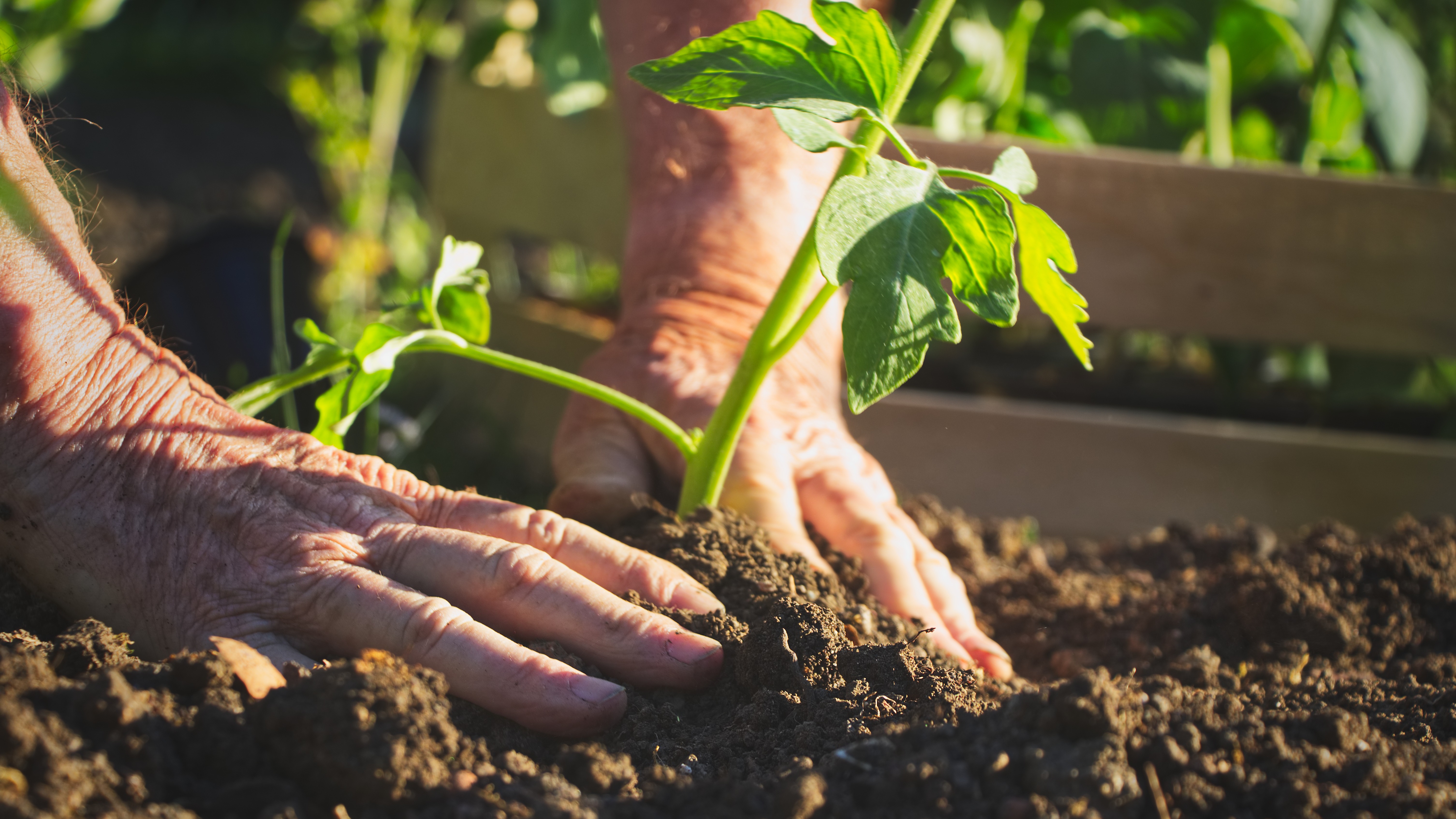 Afbeelding van een kweekbak in hout met kleine groenteplanten in - Aveve