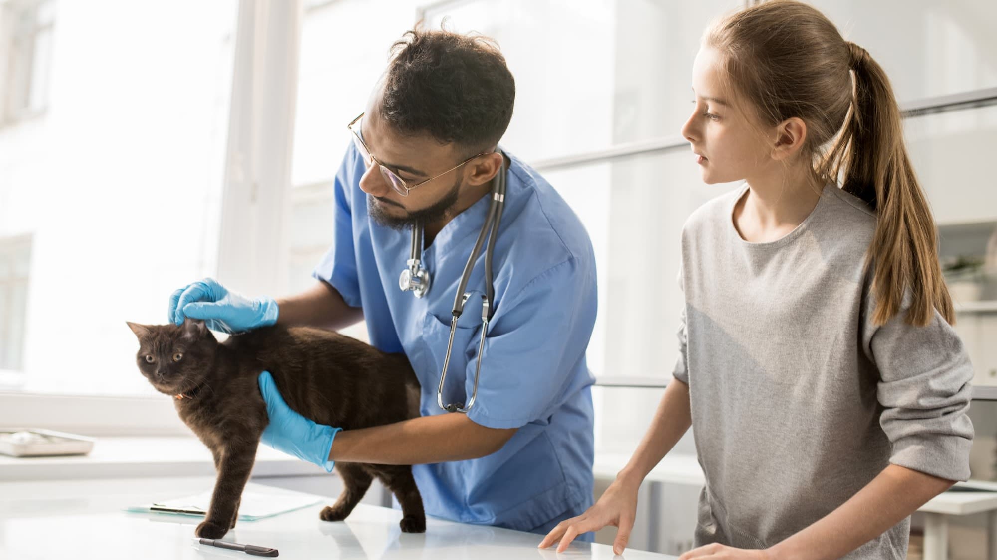 Sterilisatie en castratie bij de kat alles wat je wil weten Aveve Sterilisatie en castratie bij de kat alles wat je wil weten Aveve