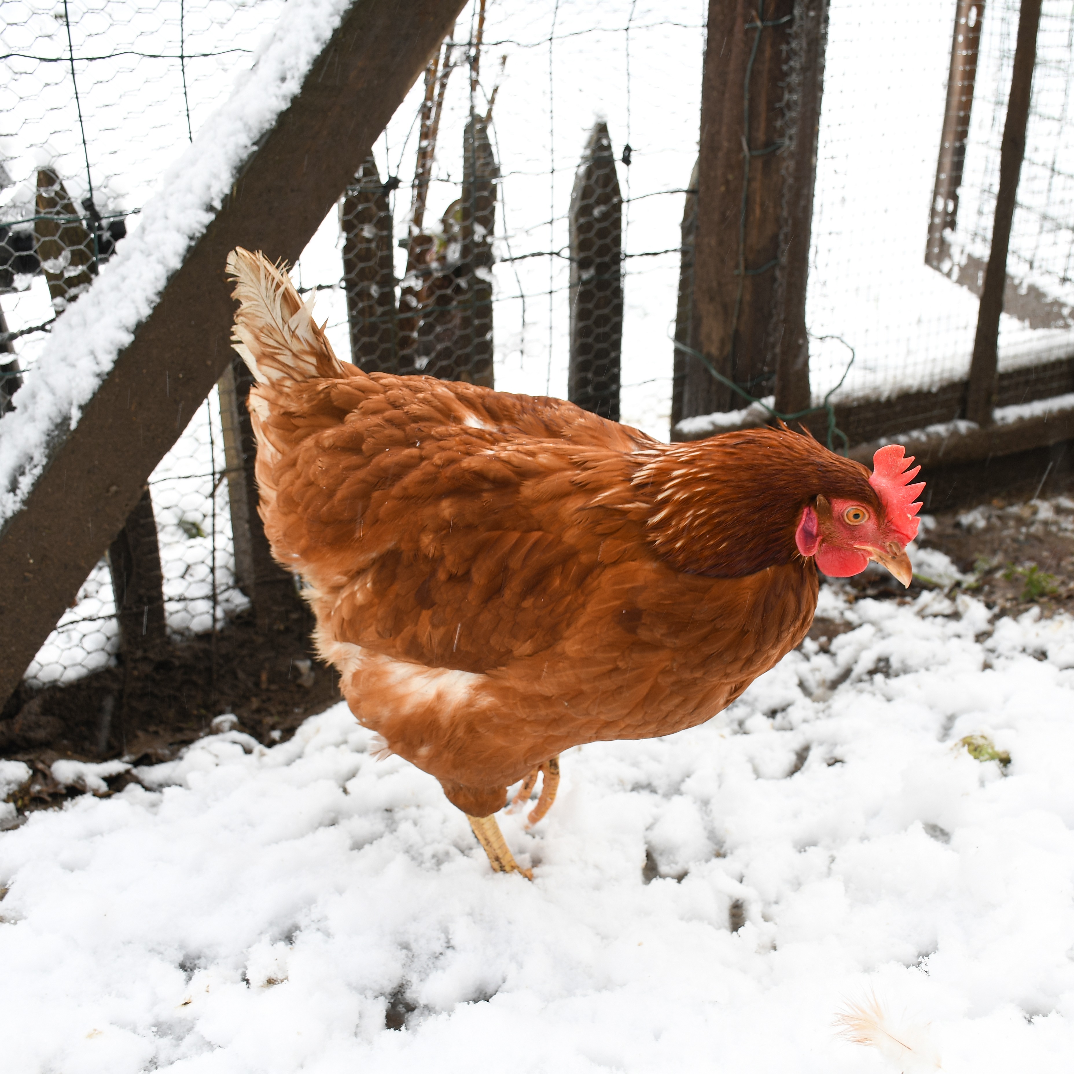 Des poules en hiver - Aveve