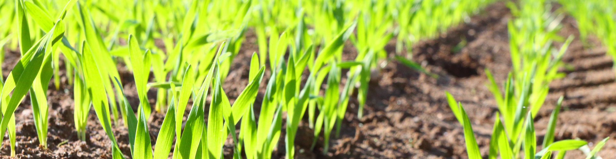 Tarwe jong 968x250px