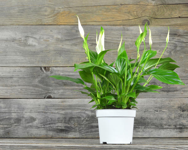 Spathiphyllum: tips en verzorging