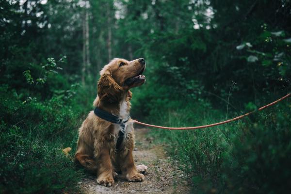 Hond in bos