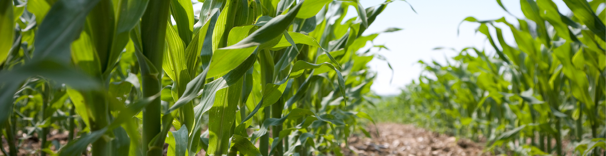 Maïsstarters 5 968x250px