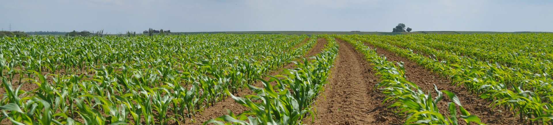 27.03.2026_Nieuwsbrief AH_Wat heeft kuilmaïs precies nodig? De kracht van doordacht bemesten. 