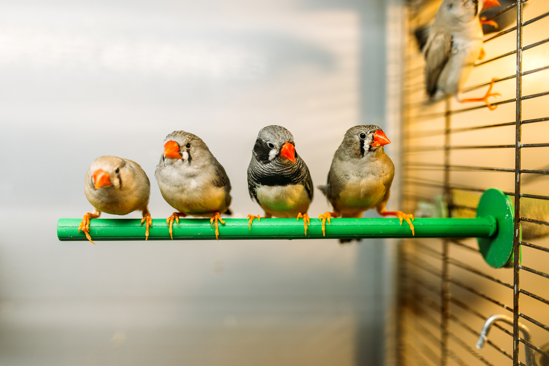 Alles voor vogels aveve vogelkooien