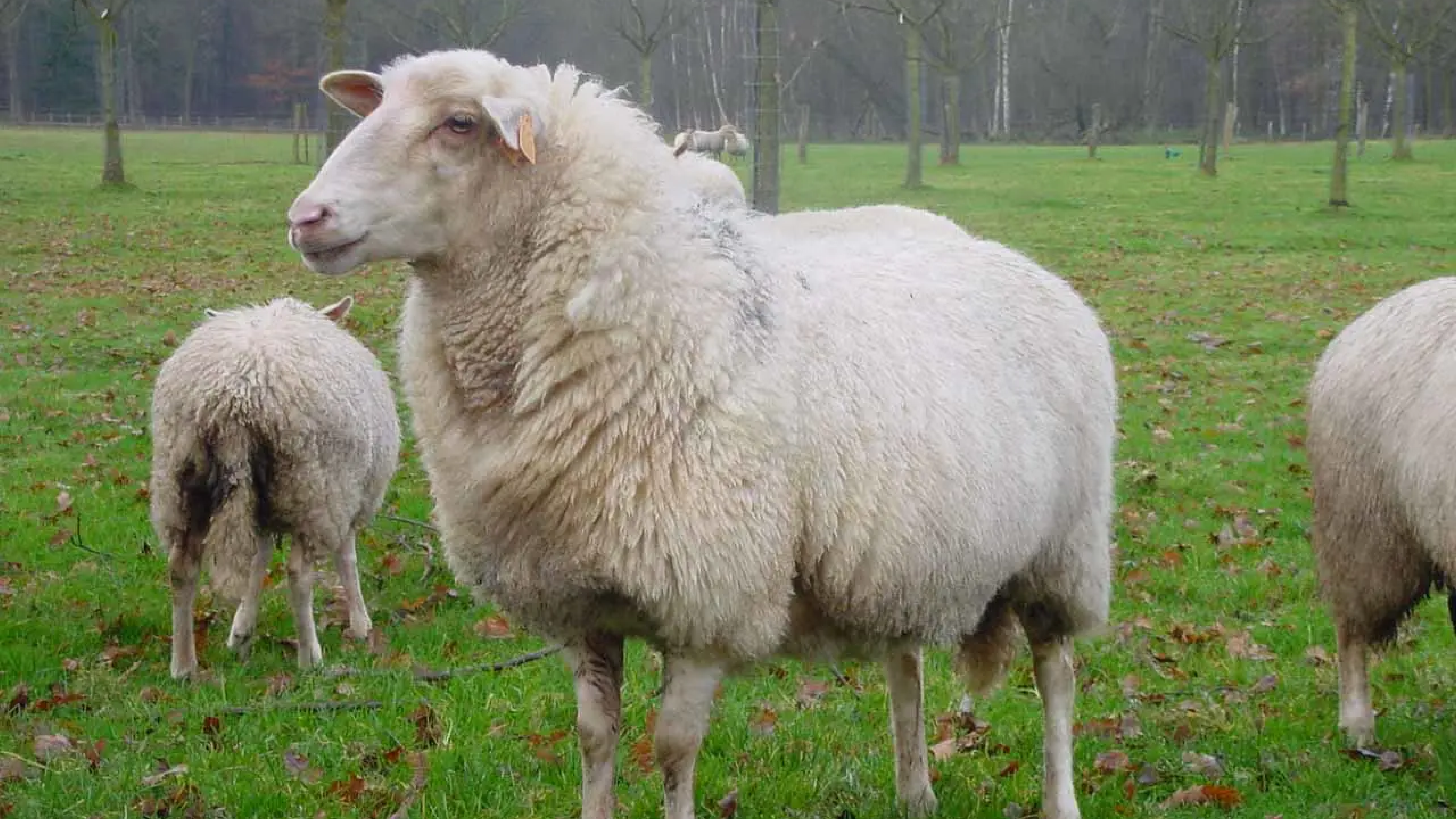 Schapen banner 2 1280x720px