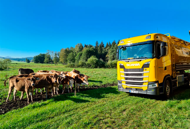 Hafner-Futter-Silozug auf einem Feld mit Kühen