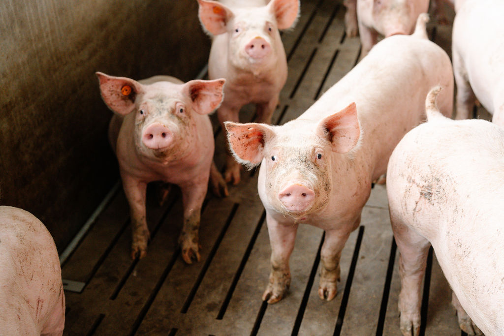 24.09.2026_Nieuwsbrief_AN_Najaarstips Stalklimaat 