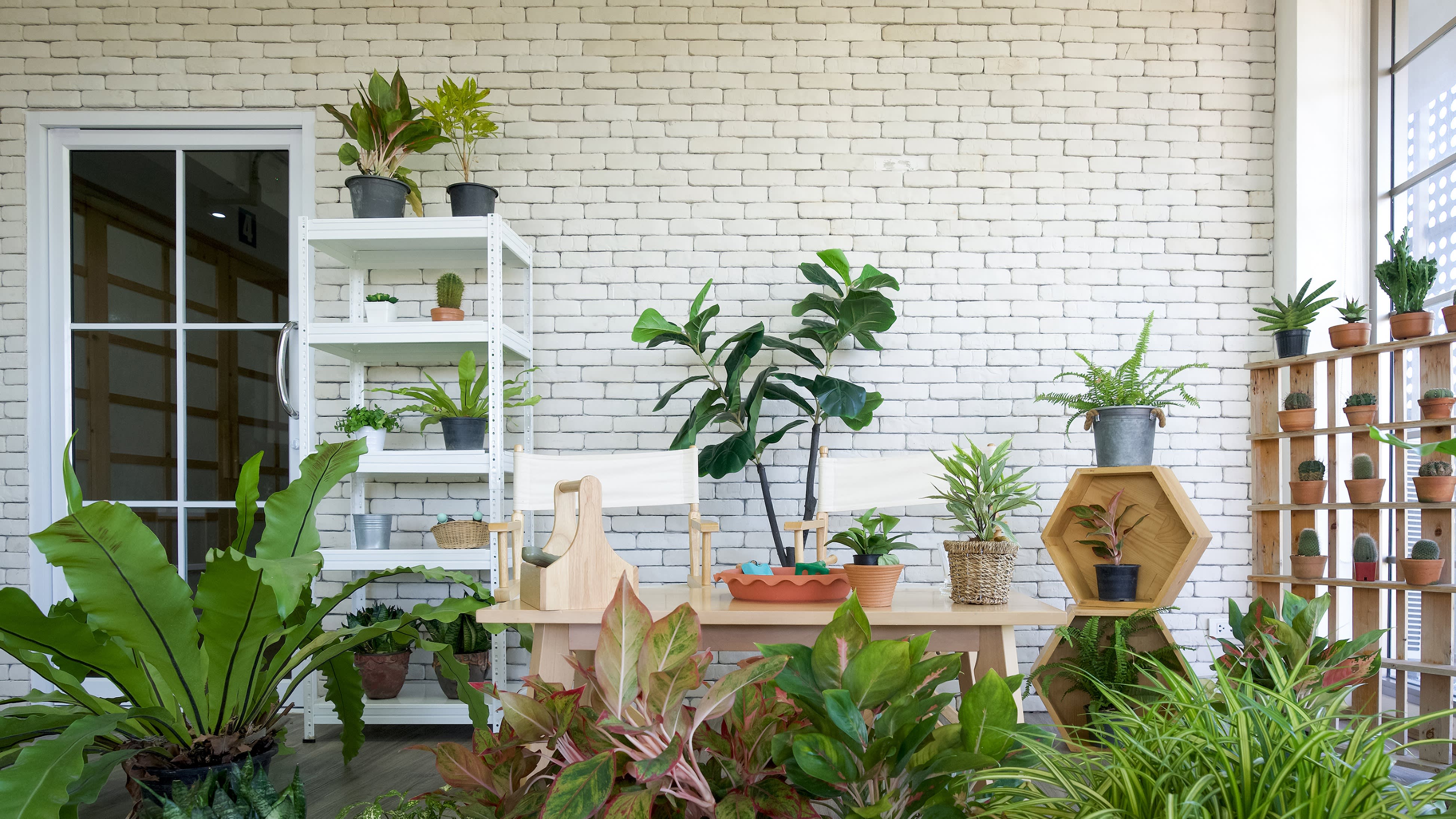 Image d’un coin plantes avec quelques petites tables, et de petites et grandes plantes - Aveve