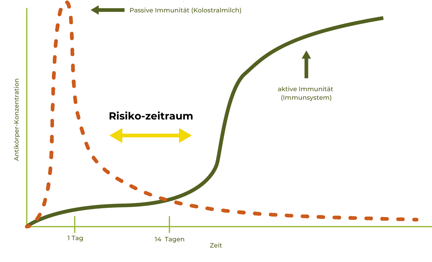 Diagramm zur Darstellung der Immunität eines Kalbes