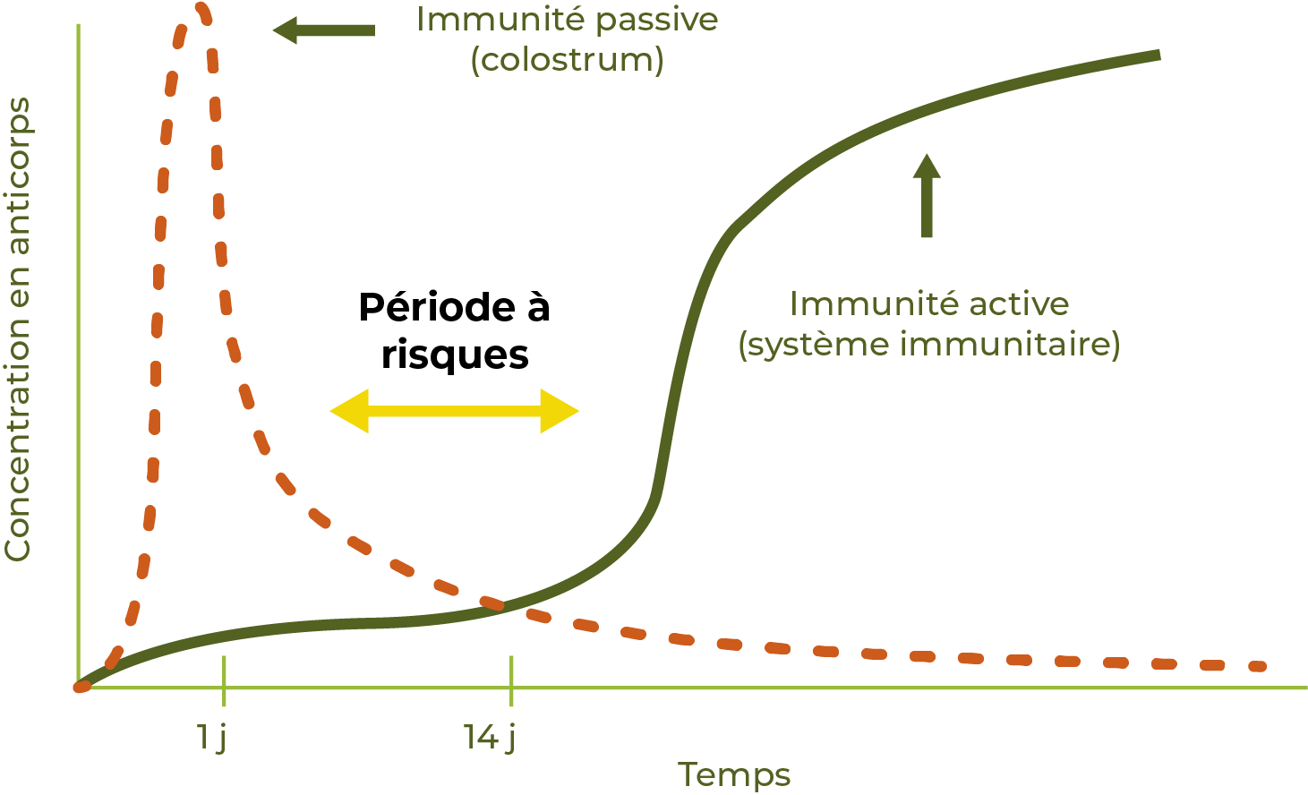 graphique illustrant l'immunité d'un veau
