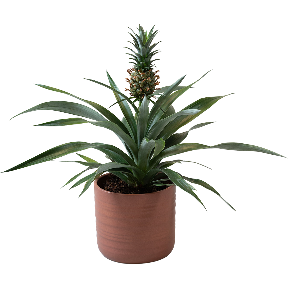 Entretien d'un bromlia : votre guide complet sur la plante-ananas - Aveve