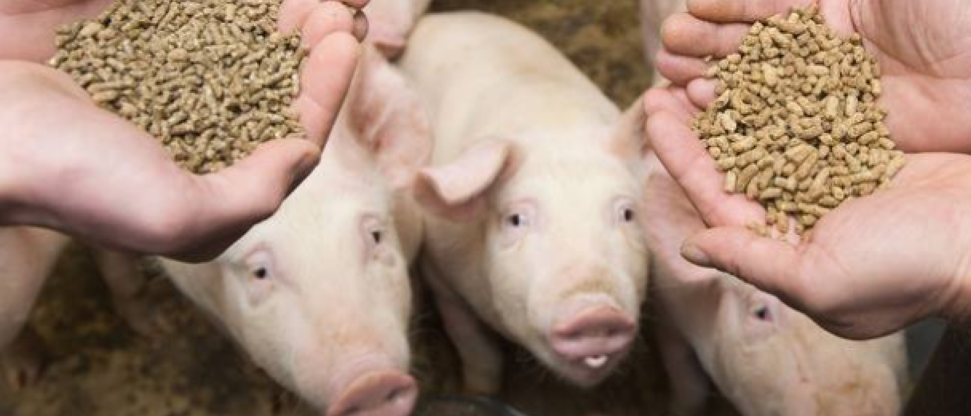 Crescendogamma 1920x823px