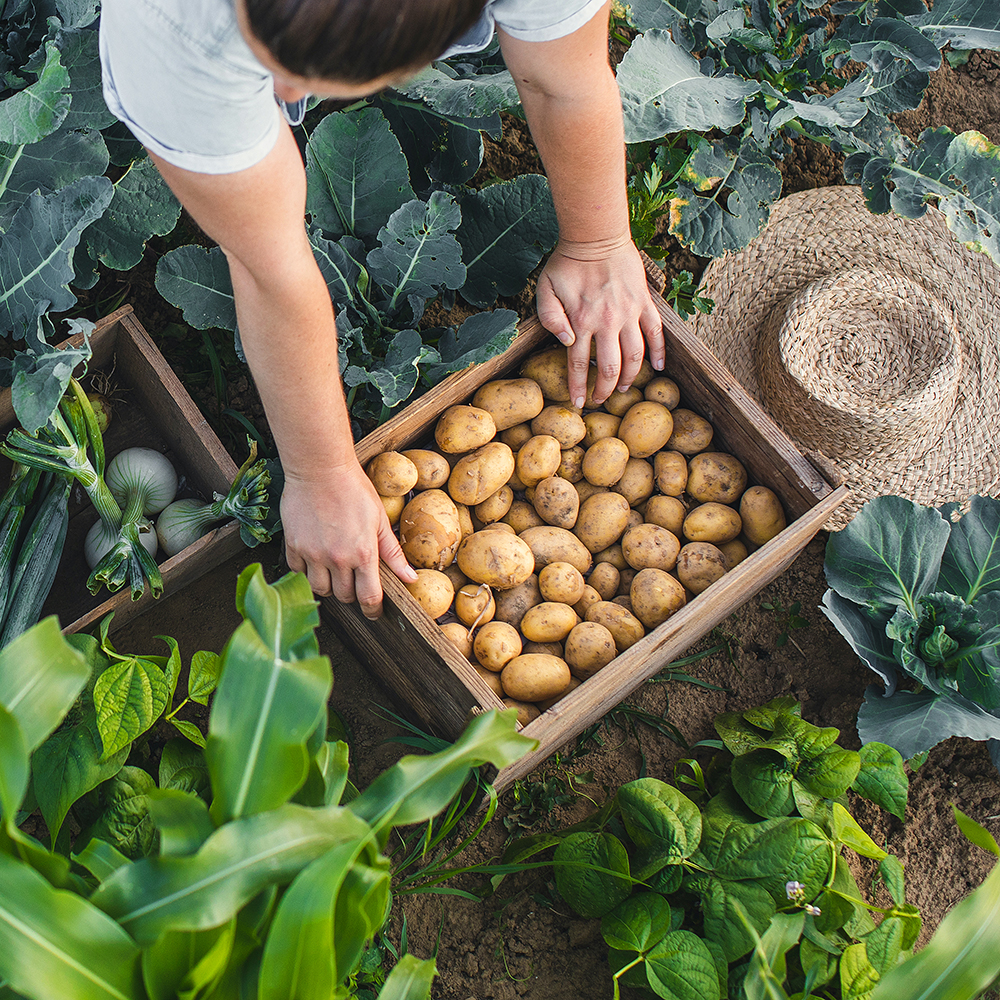 Image de pommes de terre dans une petite caisse - Aveve