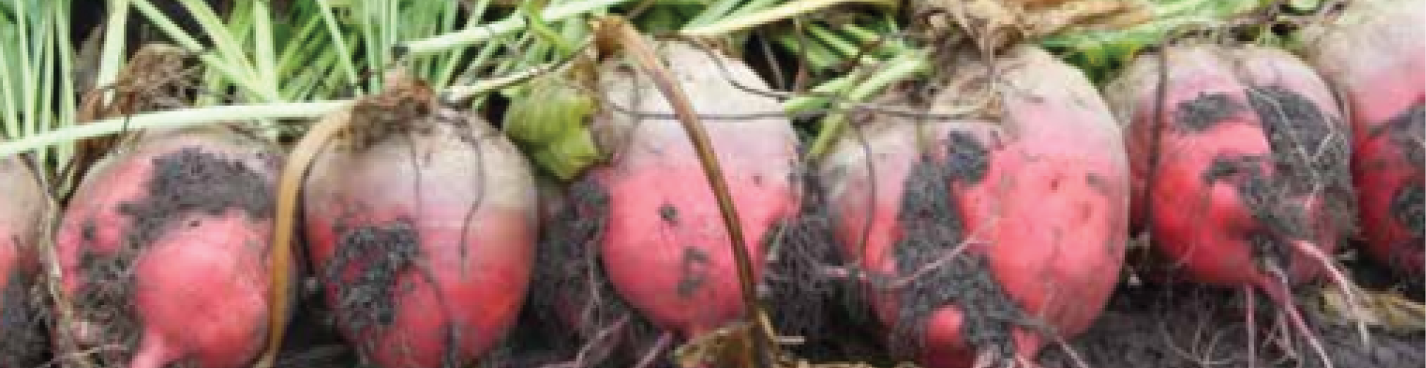 voederbiet brunium aveve