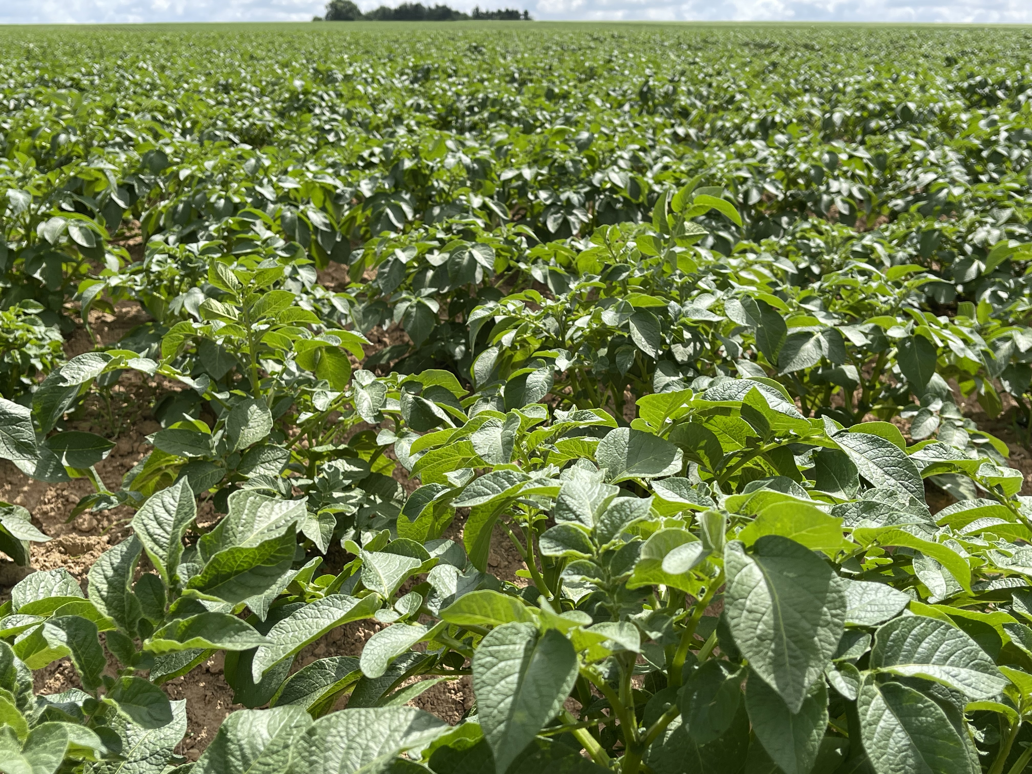 10.06.25_Nieuwsbrief AH_ Optima Vigor in aardappelen - aardappelveld