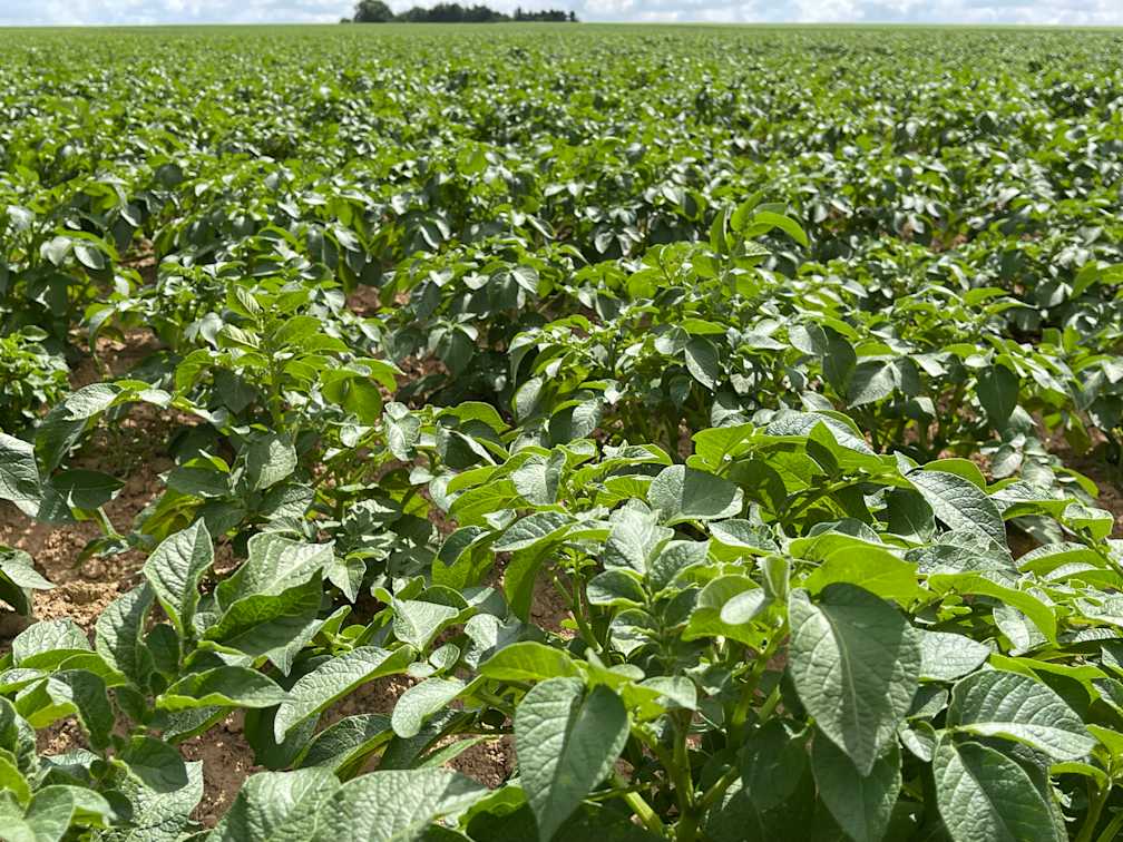 10.06.25_Nieuwsbrief AH_ Optima Vigor in aardappelen - aardappelveld