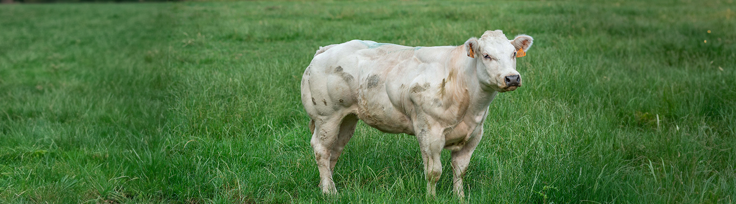 vache dans le pré