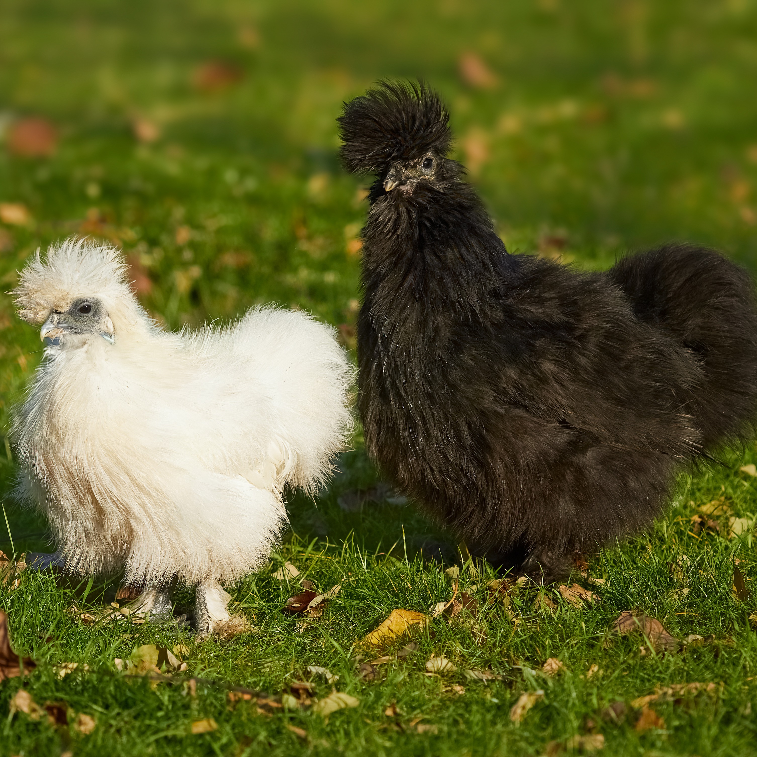 Poules d’ornement : la très populaire poule Soie - Aveve