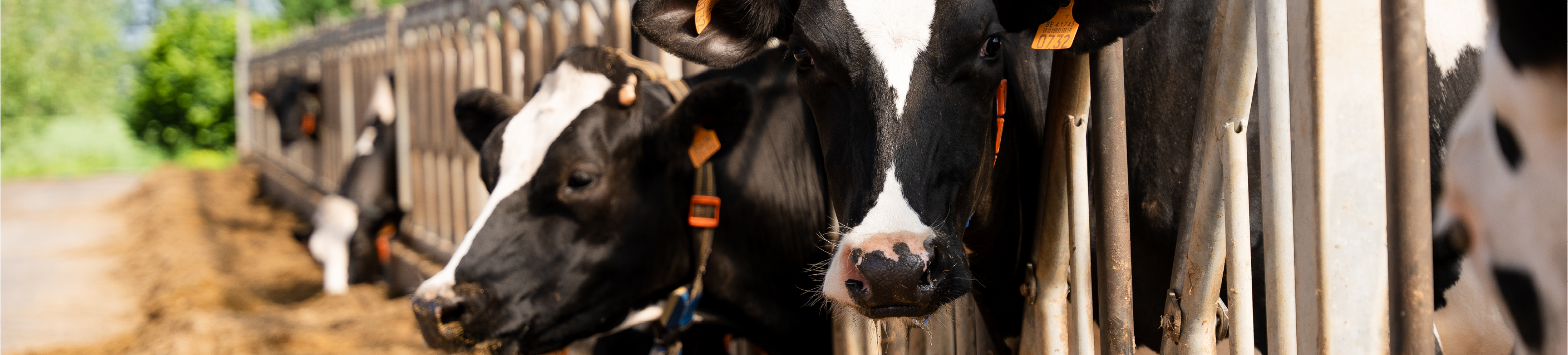 Melkvee banner 1920x435px