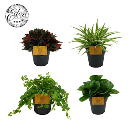 Eden Collection (keuze uit 4 soorten) - 4 voor €25
