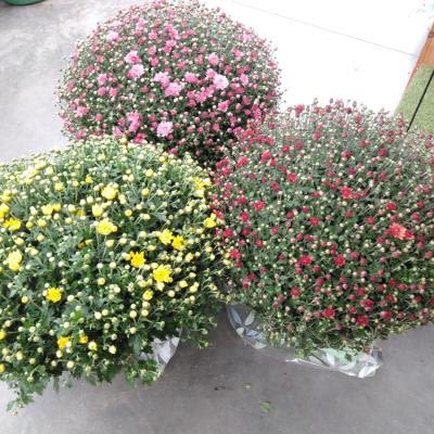 Chrysanten mix - 3 + 1 gratis