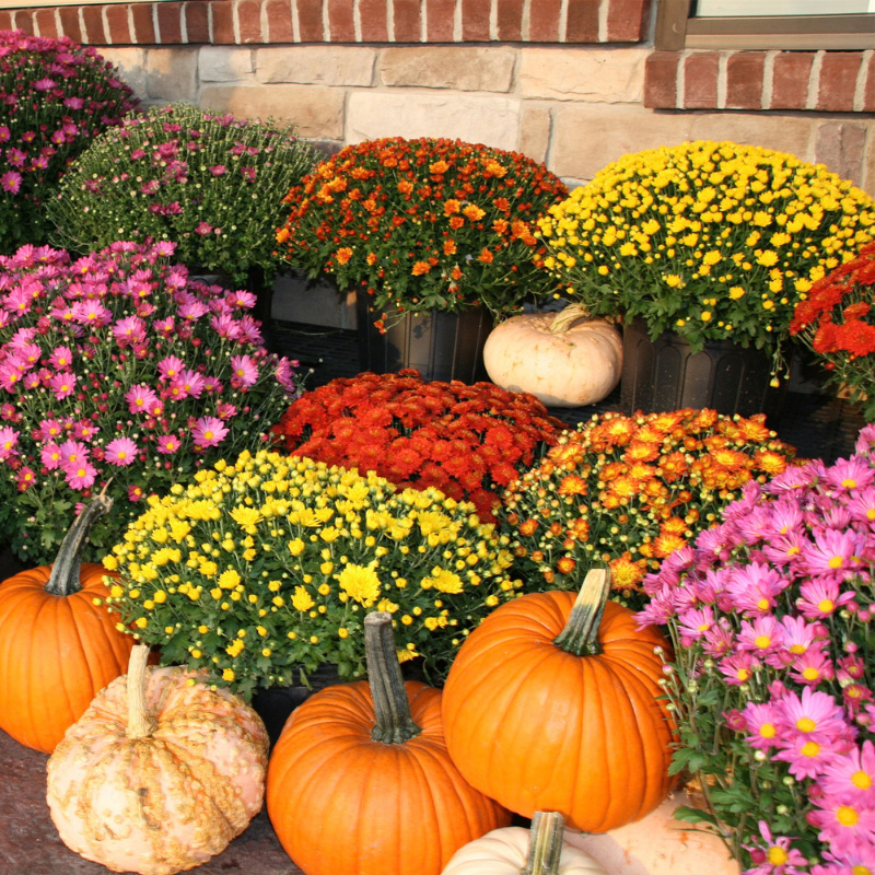 Van 15 t.e.m. 31 oktober: Chrysanten mix - 3 + 1 gratis