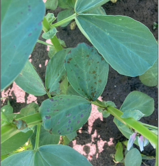 Spuitwijzer Open Teelt 7, 26 juni 2021