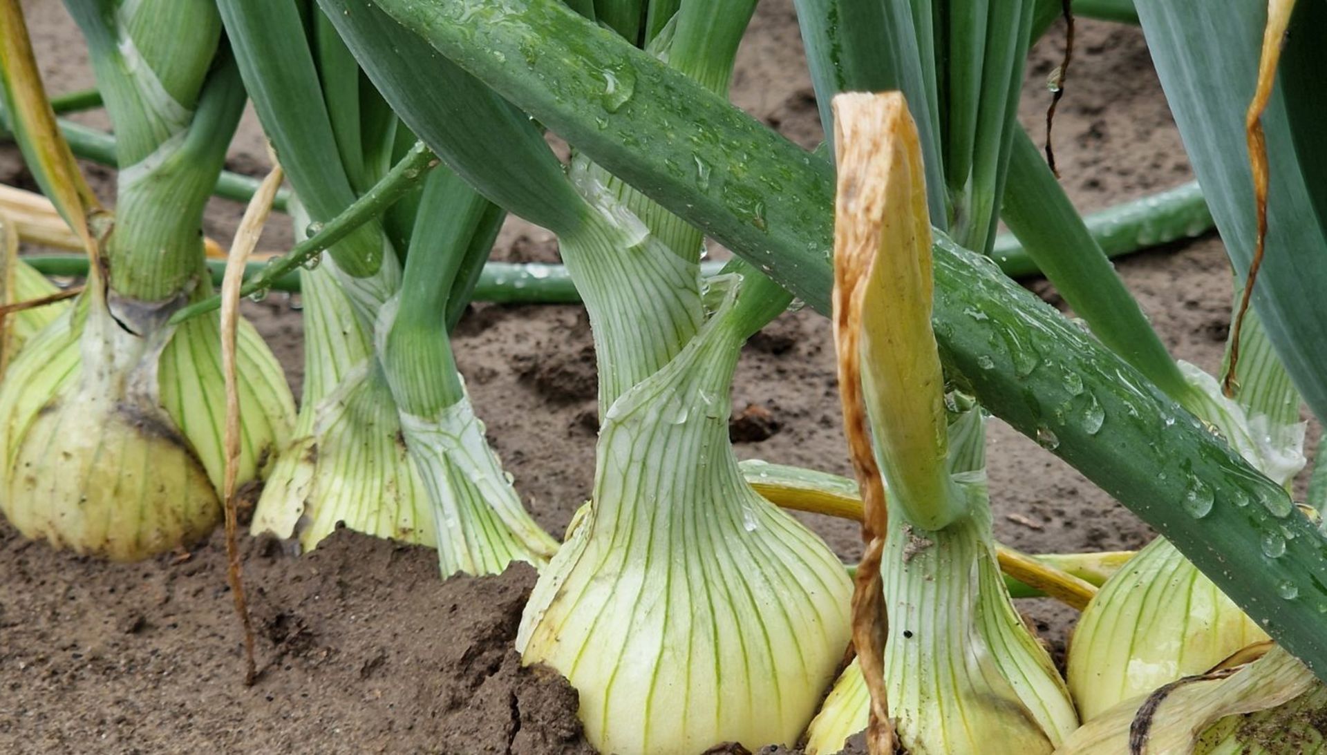 Foto légume de plein air oignons sanac