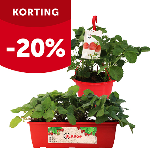 20% korting op aardbeien in hangpot Ø 23 cm of bloembak 40 cm