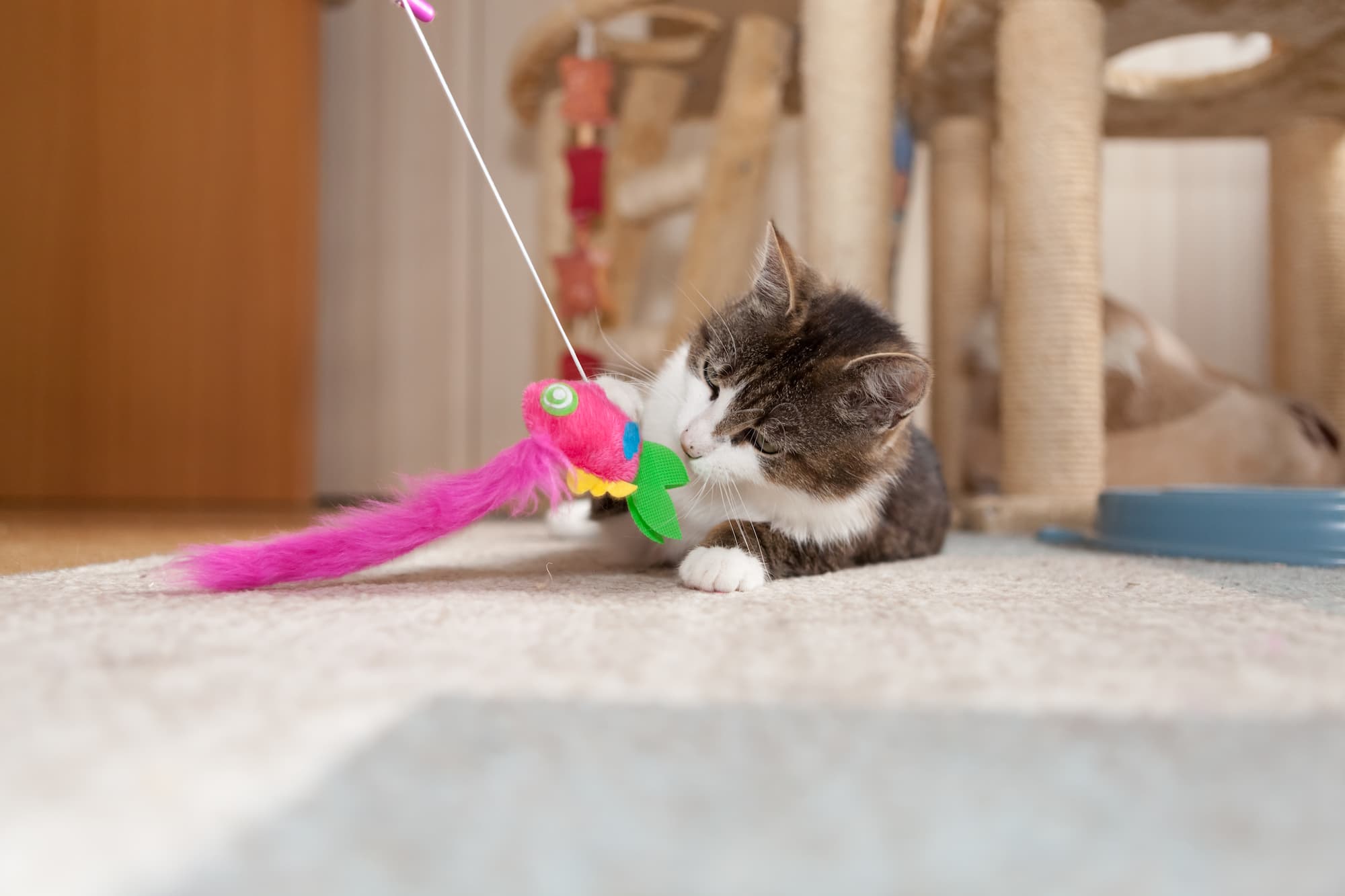 Chat qui joue avec un jouet pour chat – Aveve