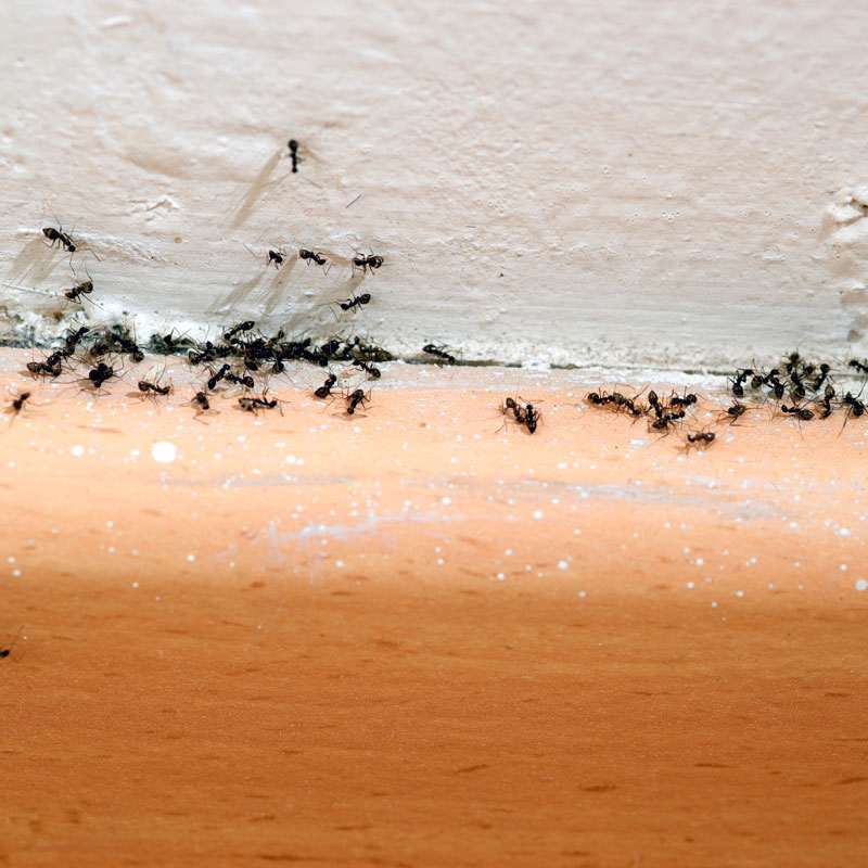 Mieren op een muur - Aveve