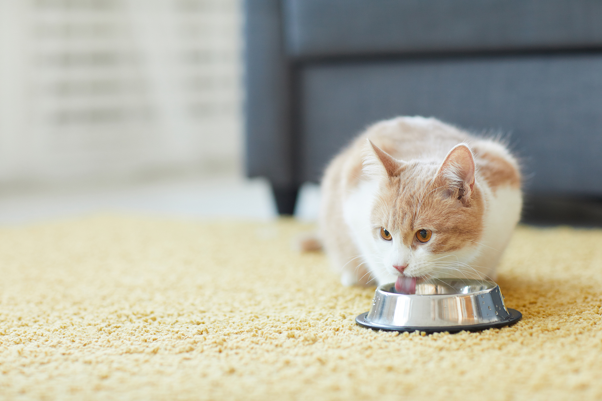 Alles voor katten aveve voeder- en drinkbakken