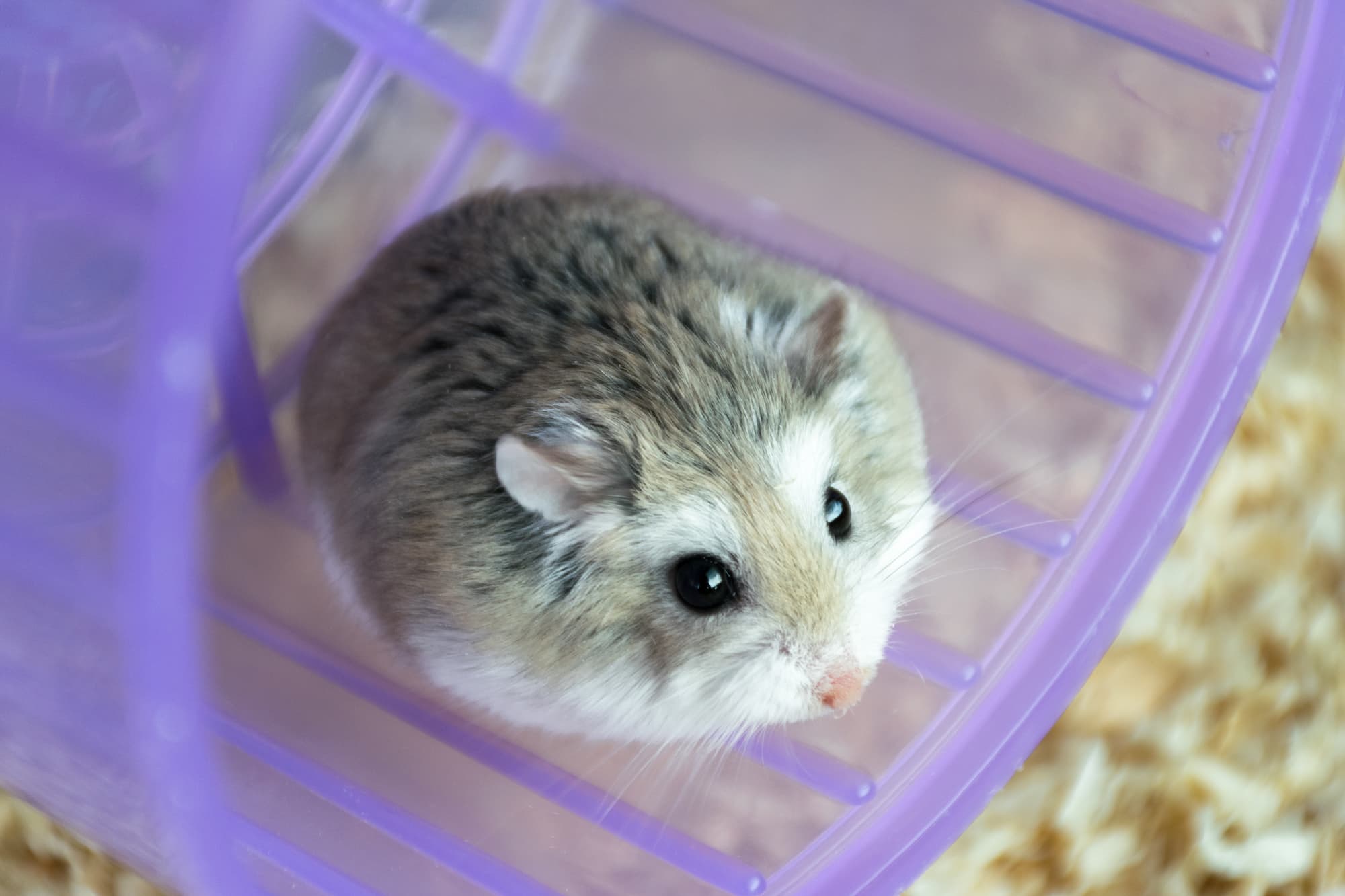 Hamster de Roborovski