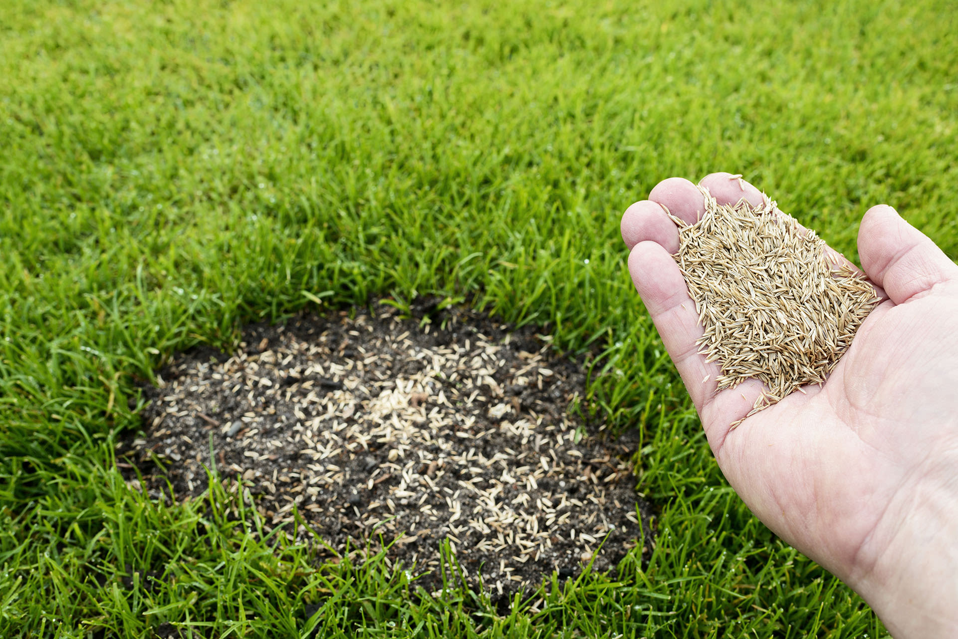 Alles voor je tuin aveve graszaad