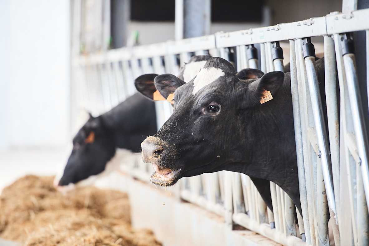 30.05.2025_Nieuwsbrief_AN_ProDry