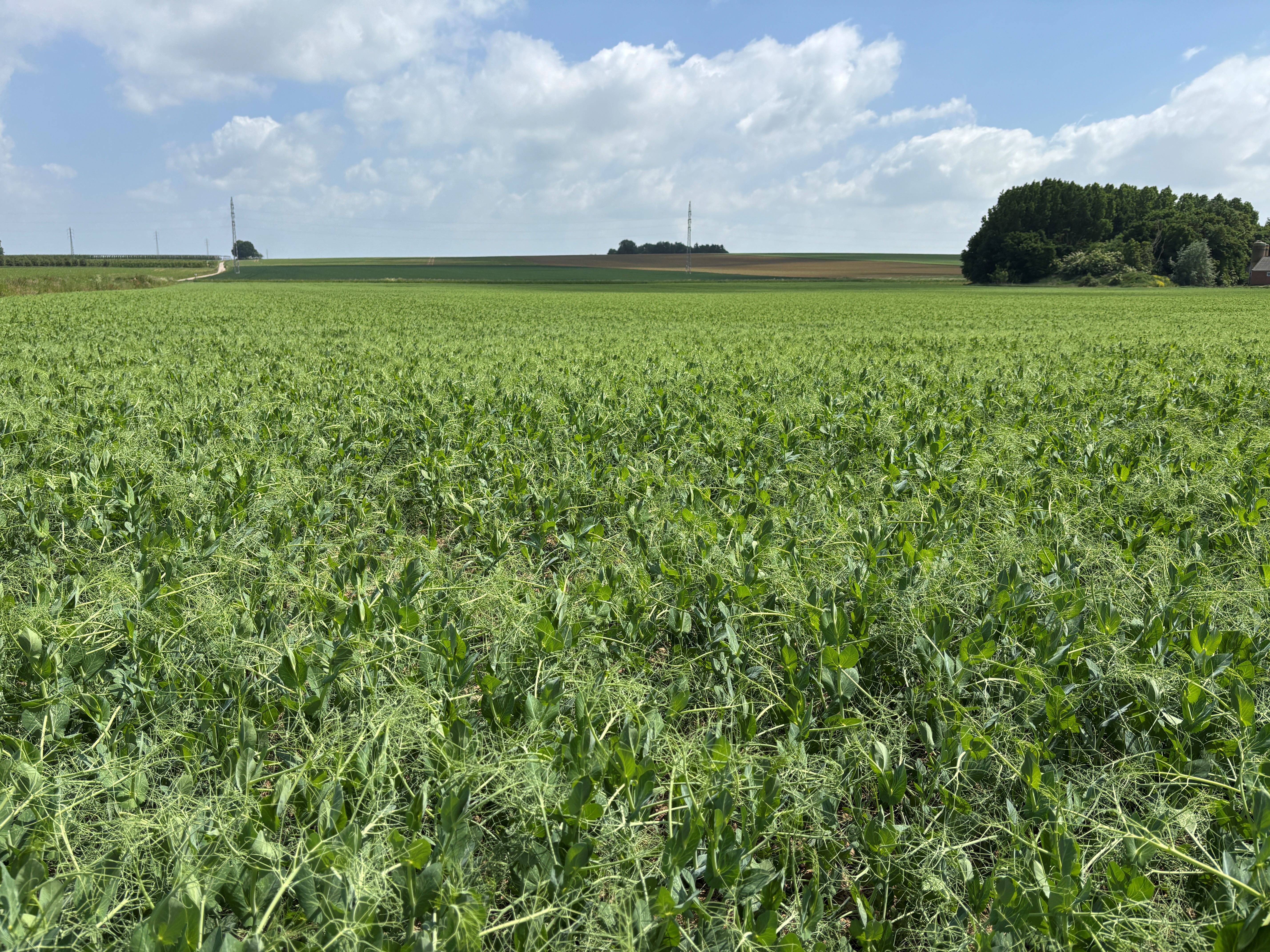 Yellow peas: from seed to field full of life image card