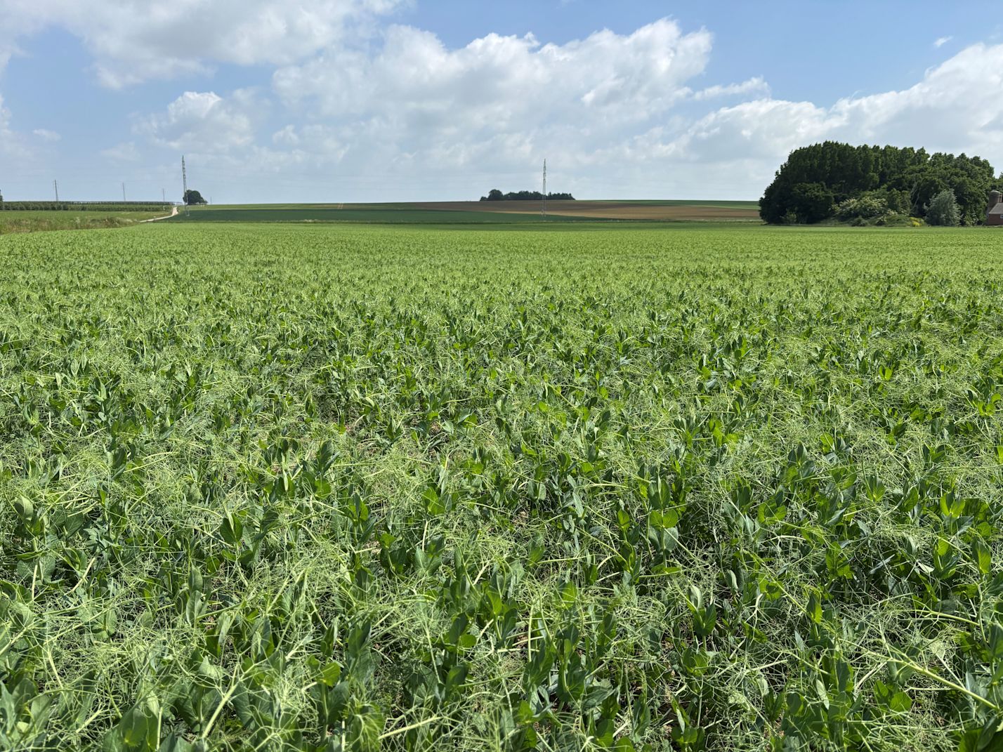 Yellow peas: from seed to field full of life image card